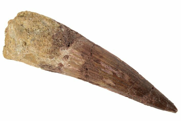 Bargain, Spinosaurus Tooth - Real Dinosaur Tooth #194298